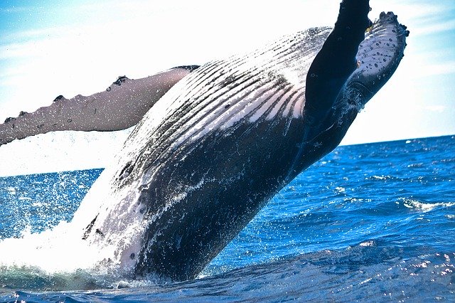 クジラ イルカ シャチの違いを分析した結果 こんたくブログ